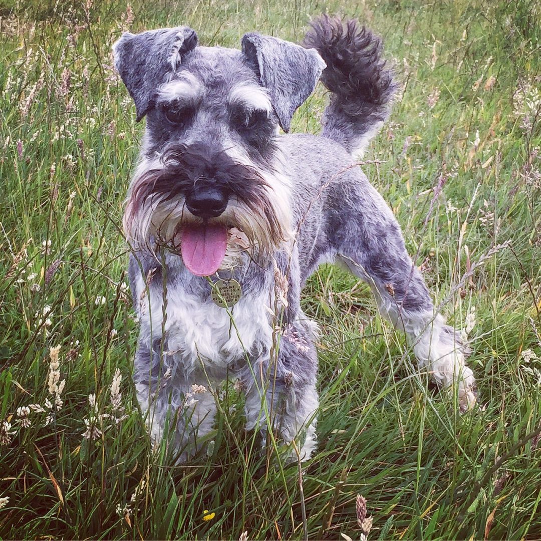 schnauzer teddy